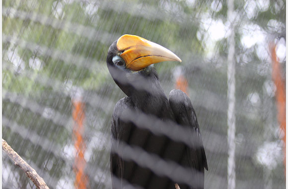 Maleisische neushoornvogel