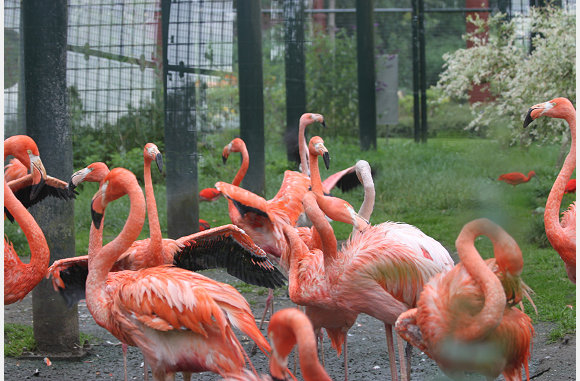 Phoenicopterus ruber ruber