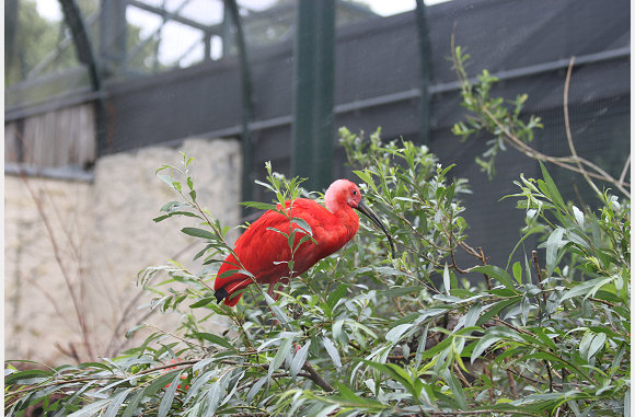 Rode Ibis