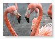 2 flamingo's in love