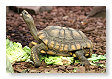 Aldabra reuzenschildpad, Gechelone gigantea