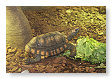 Schildpad