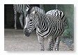 Equus quagga antiquorum