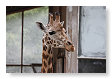 Giraffe, Giraffa camelopardalis