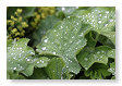 regen op bladeren