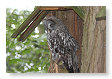 laplanduil, Strix nebulosa