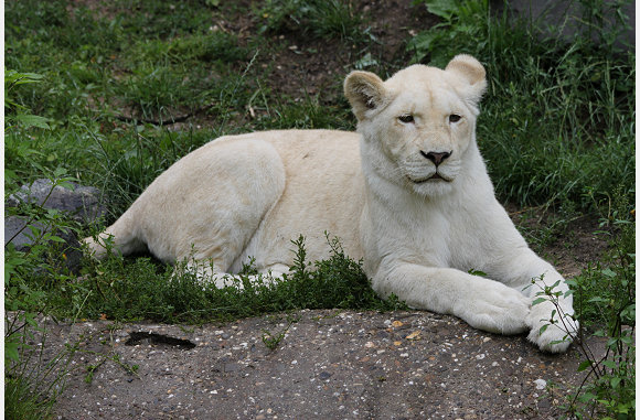 Panthera leo
