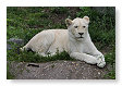Panthera leo