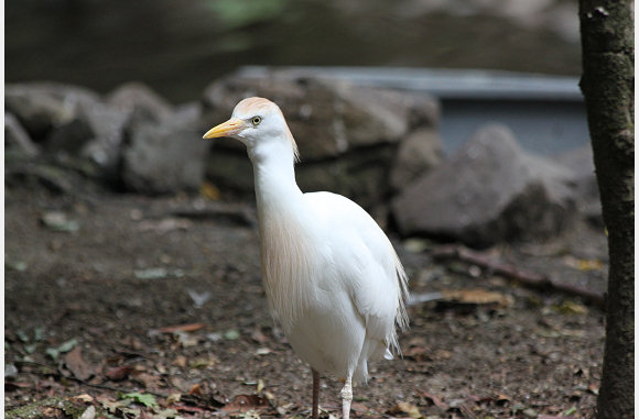 een baby silverreiger