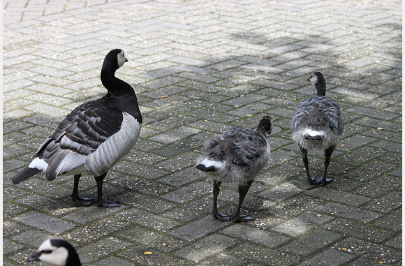 familie gansjes