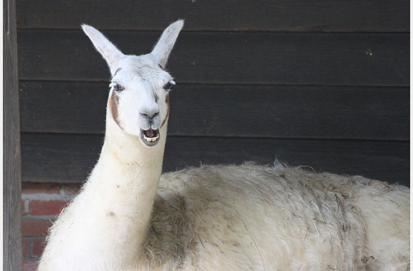 Lama