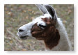 Lama glama glama