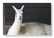 Lama