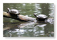 Schildpadjes