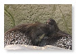 Stekelvarken, Hystrix cristata