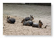 mara, Dolichotis patagona
