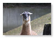 onozele lama