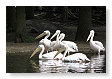 Pelecanus onocrotalus