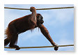 Pongo pygmaeus
