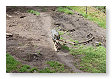 Wolf, Canis lupus