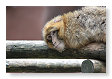 Berberaap
