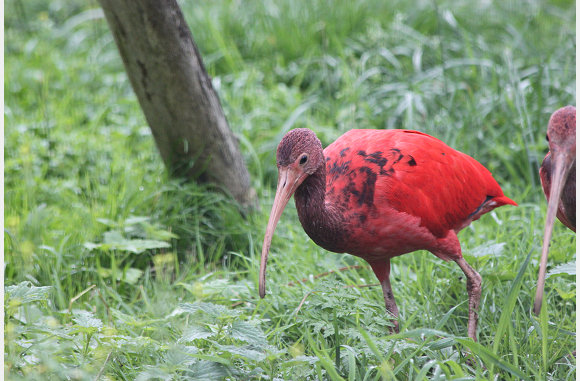 een jonge ibis