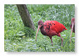 een jonge ibis