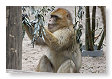 Macaca sylvanus