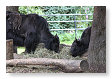 Yak