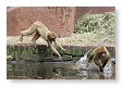 hup, dan maar allebei het water in