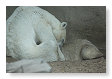 Ursus maritmus