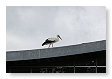 een ooievaar op het dak