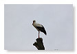 een ooievaar