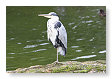Een reiger