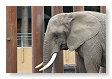 en de olifant