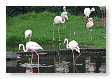 europese flamingo, Phoenicopterus roseus