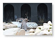Humboldt pinguin, Spheniscus humboldti
