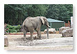 Loxodonta africana