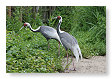 witnekkraanvogel, Grus vipio