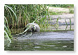 zeehonden