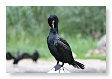 aalscholver, Phalacrocorax carbo
