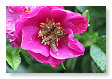 bloem, met insecten