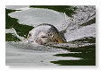 Phoca vitulina