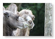 samen eten