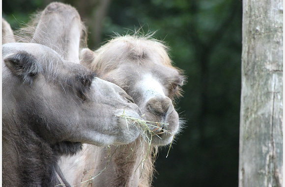 samen eten