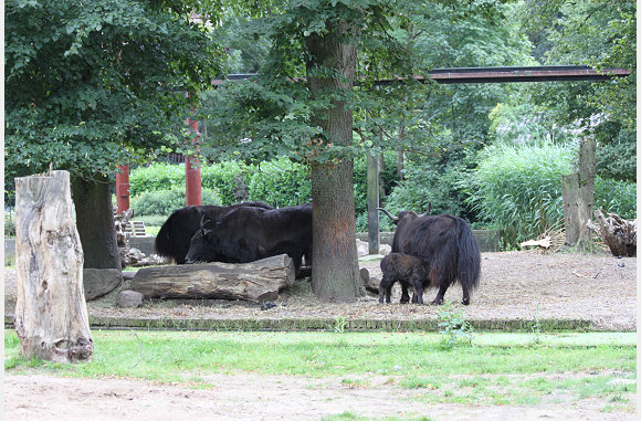 Yak's