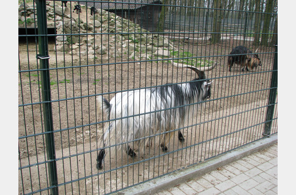 Een langharige geit