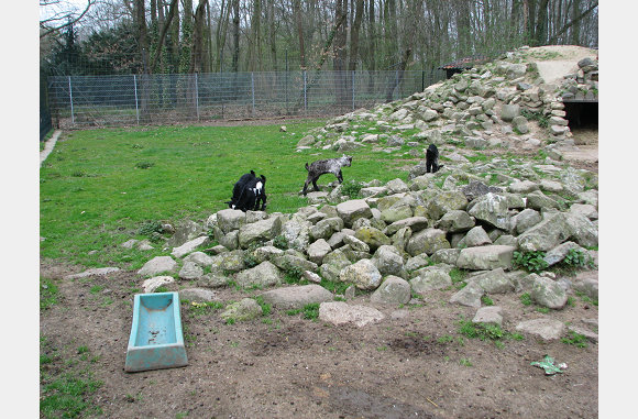 Kleine geitjes