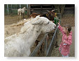 Ook de andere boerderijdieren moesten eten