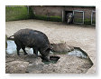 Varkens van 1 of andere soort